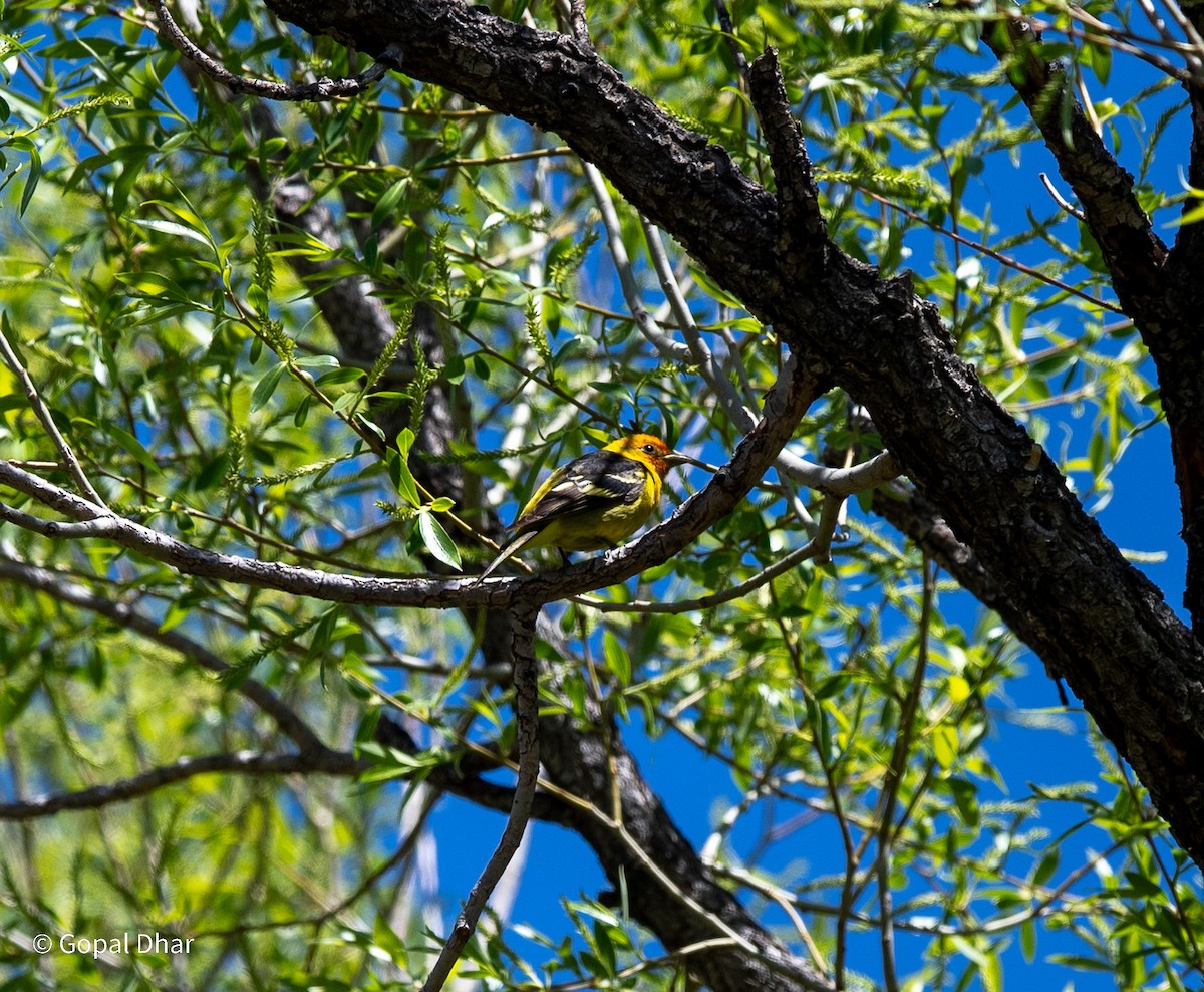 Western Tanager - ML618798334