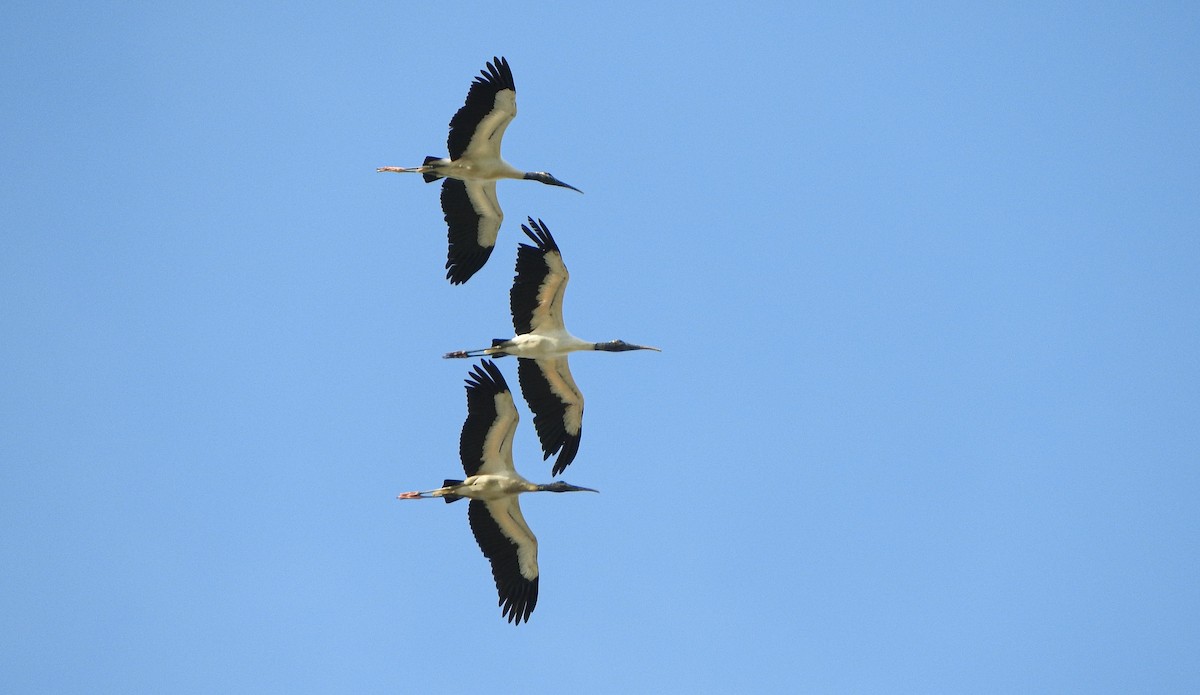 Wood Stork - Anuar López