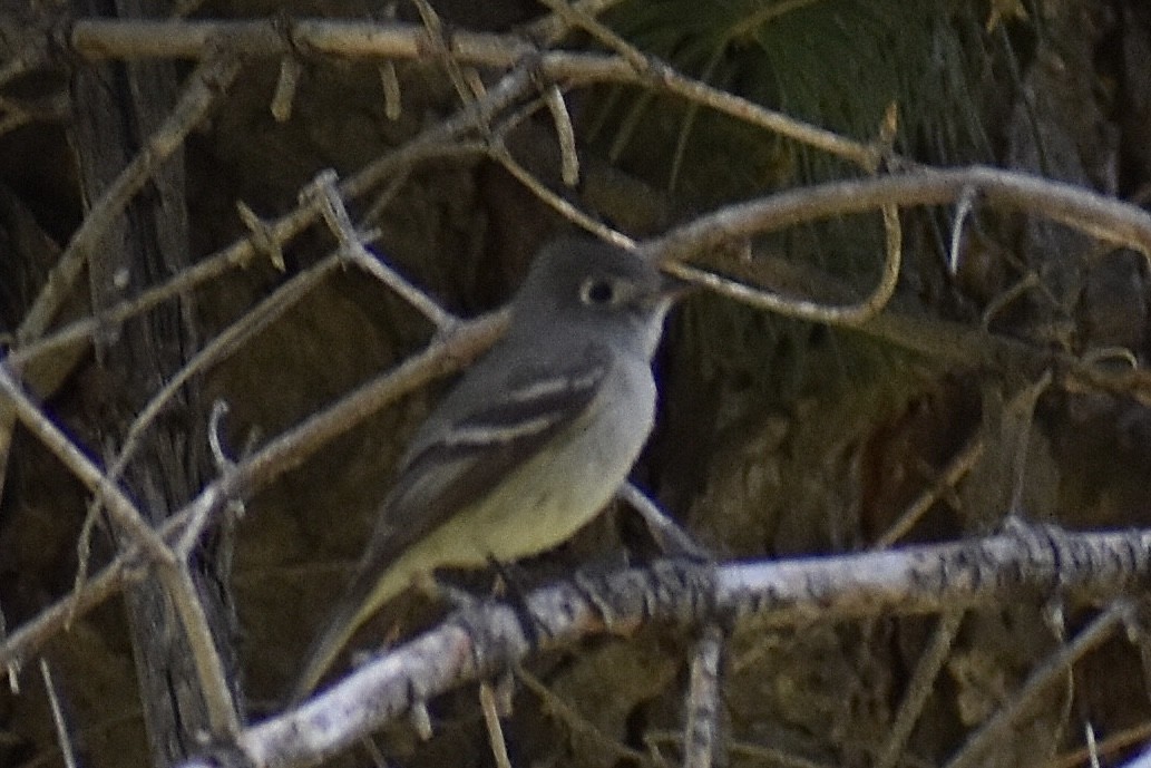 Hammond's Flycatcher - Christian Feldt