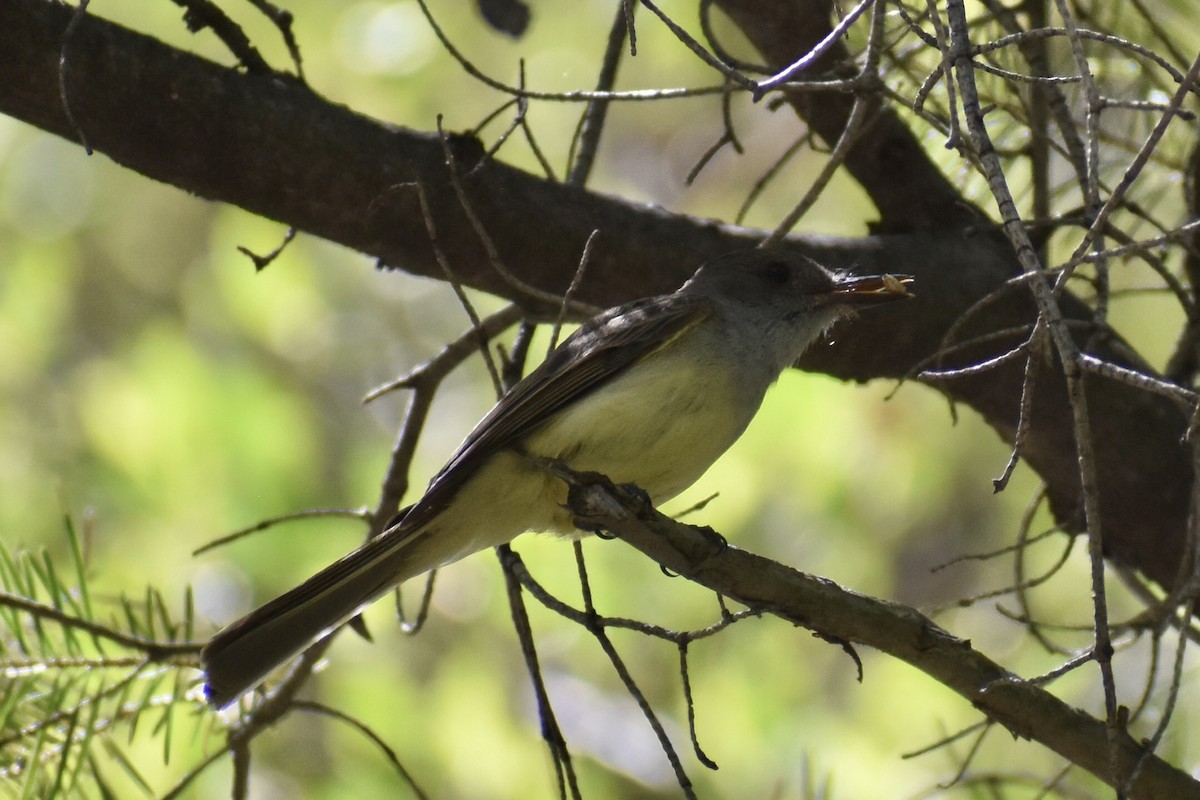 Dusky-capped Flycatcher - Christian Feldt