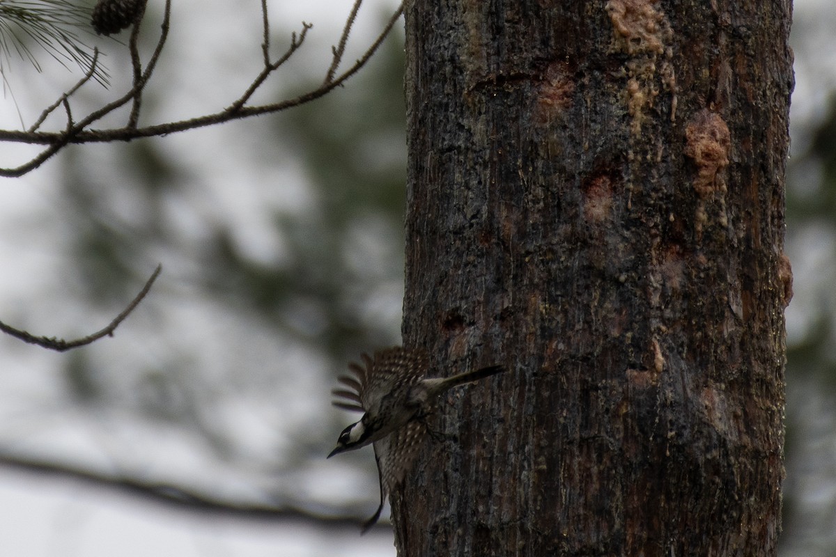 Red-cockaded Woodpecker - Isaac Boardman