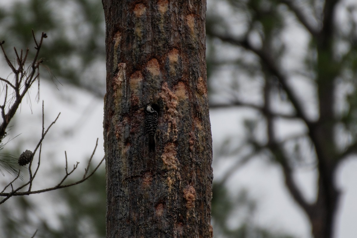 Red-cockaded Woodpecker - Isaac Boardman