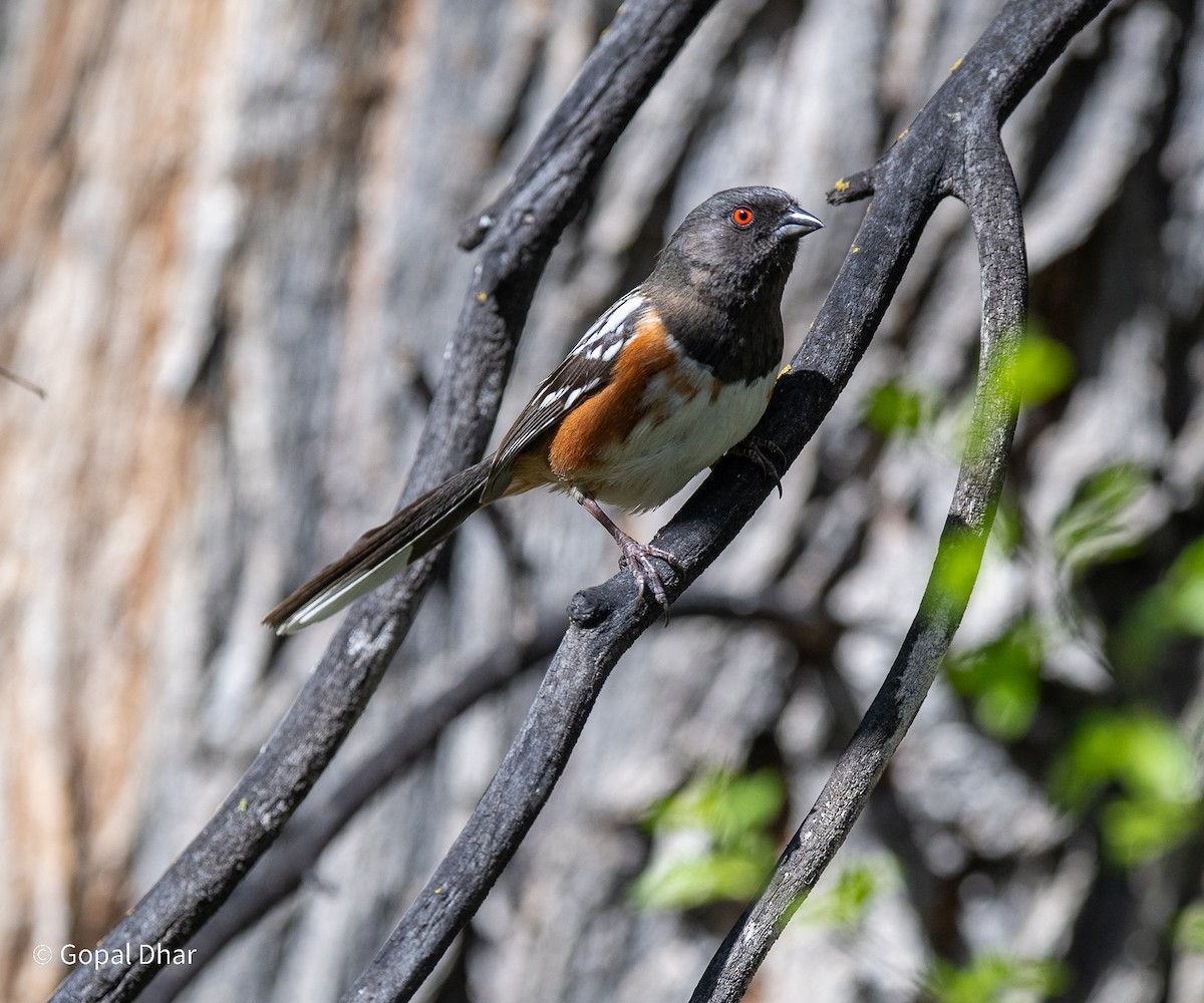 Spotted Towhee - Gopal Dhar