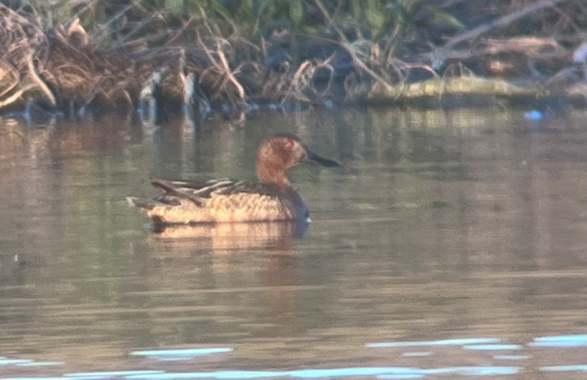 Blue-winged/Cinnamon Teal - ML618798369