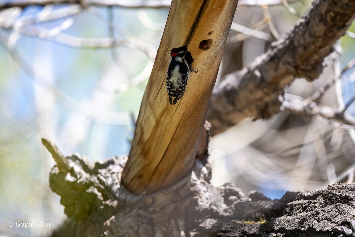 Downy Woodpecker - Gopal Dhar