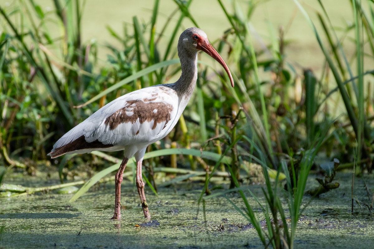 White Ibis - Isaac Boardman