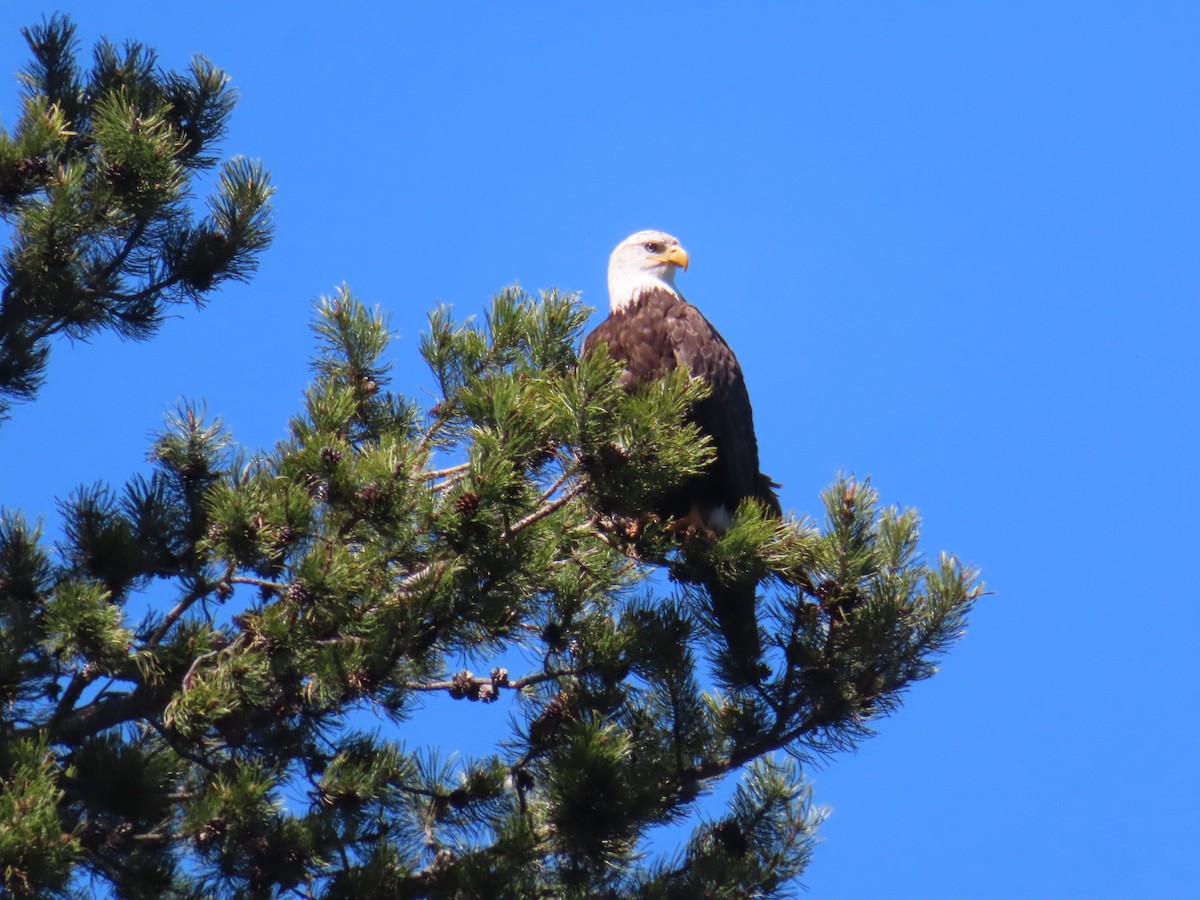 Bald Eagle - Claire Weiser