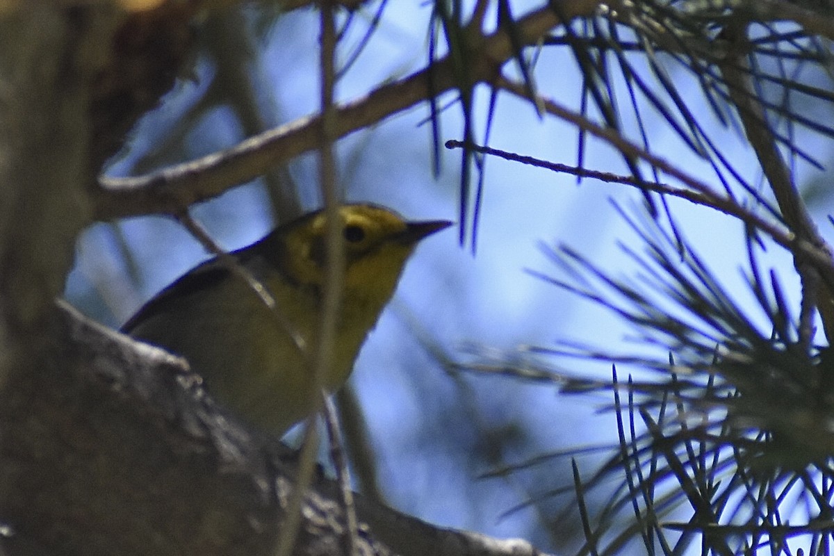 Hermit Warbler - ML618798412