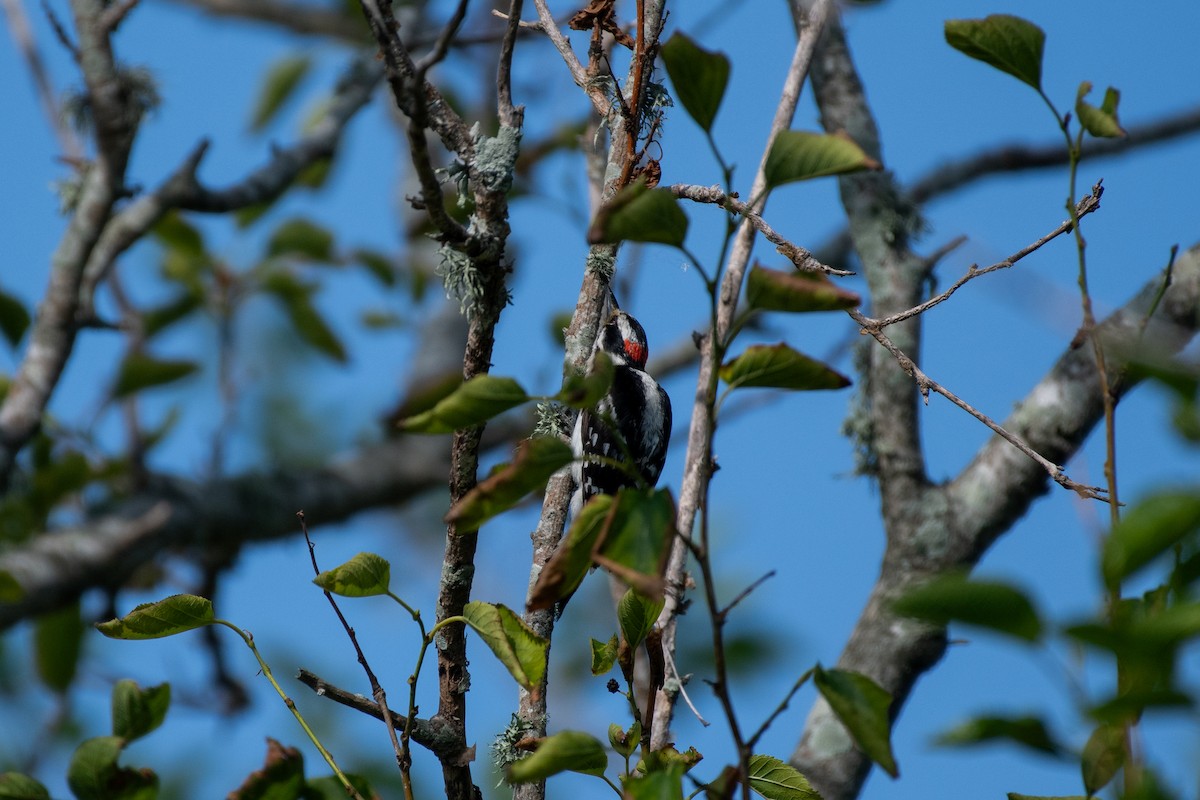 Downy Woodpecker - Isaac Boardman