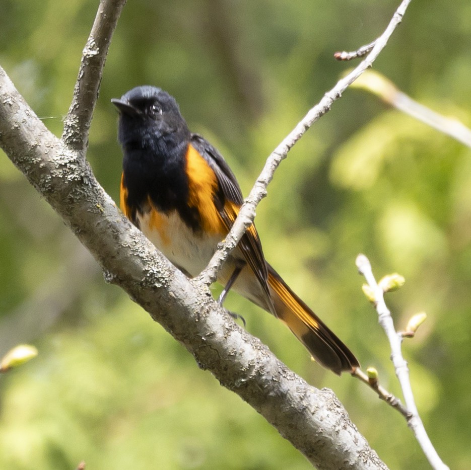 American Redstart - ML618798432