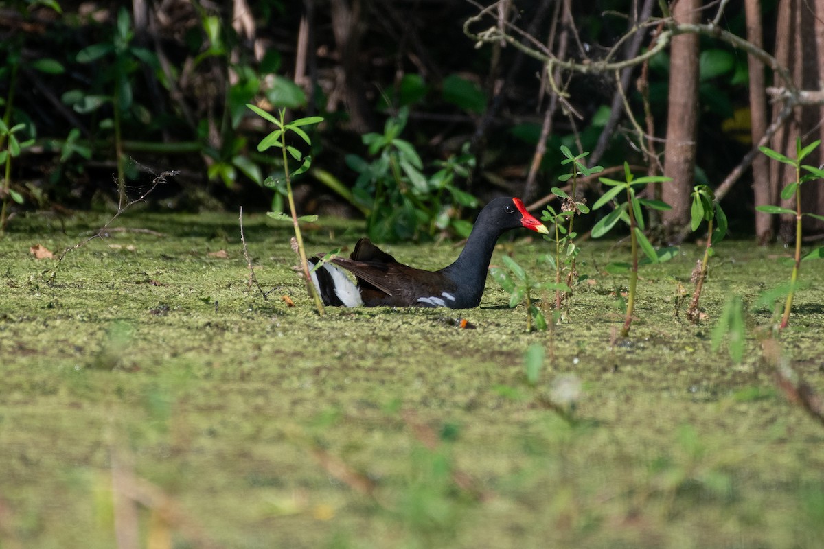 Common Gallinule - Isaac Boardman