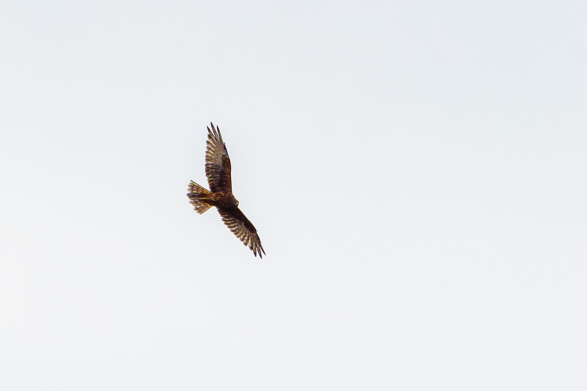 Swamp Harrier - ML618798436