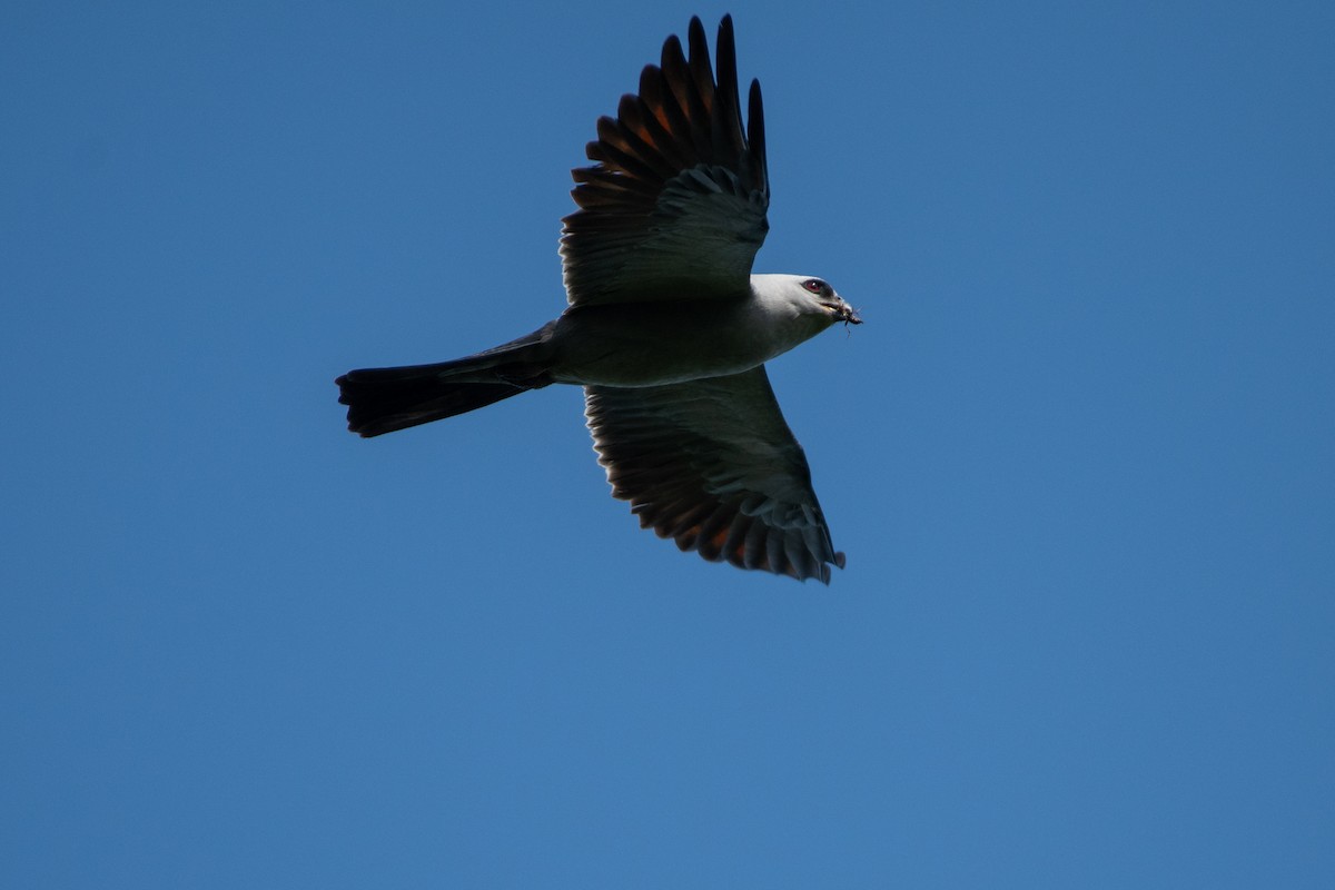 Mississippi Kite - Isaac Boardman