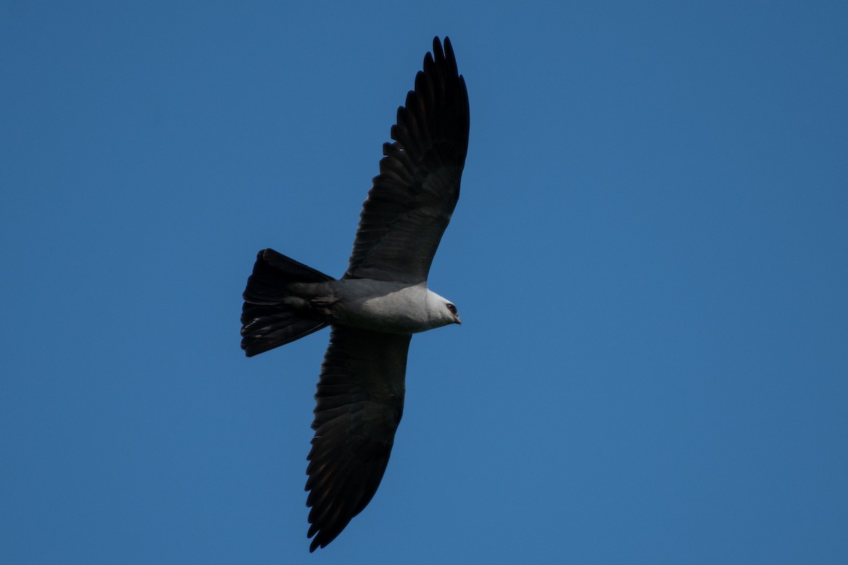 Mississippi Kite - Isaac Boardman