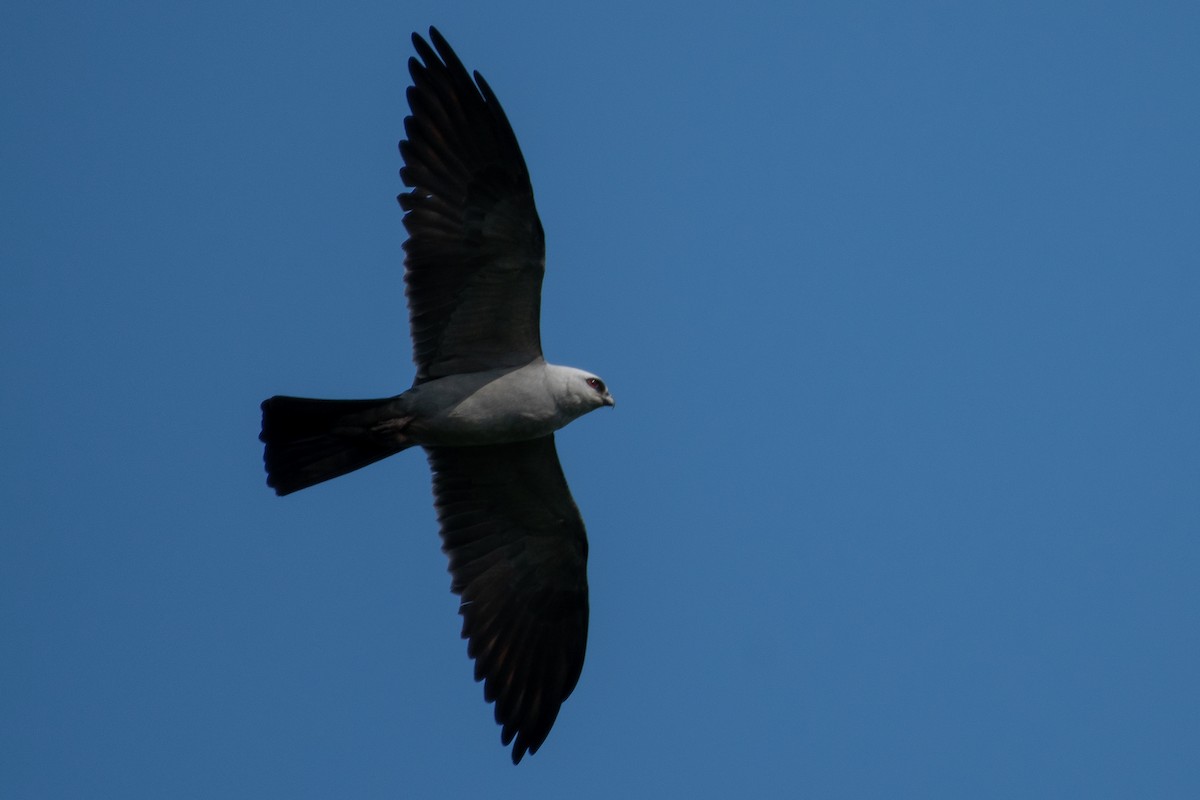 Mississippi Kite - Isaac Boardman