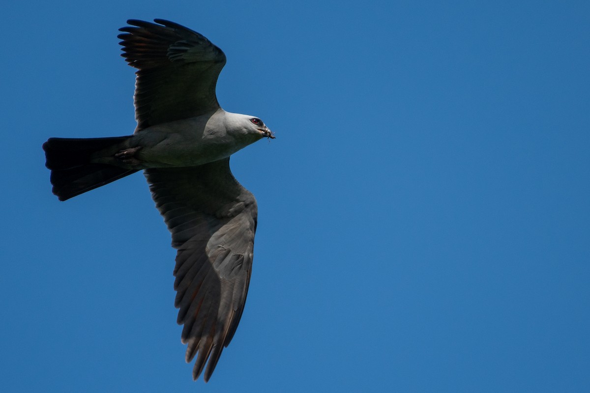 Mississippi Kite - Isaac Boardman