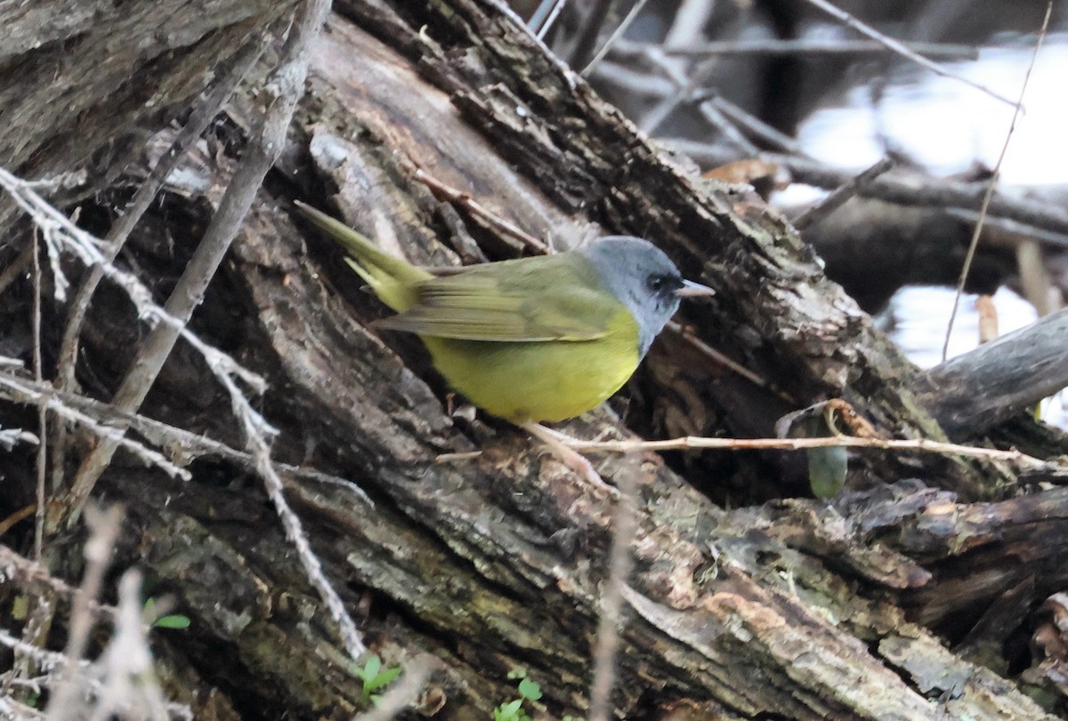 Mourning Warbler - John Drummond