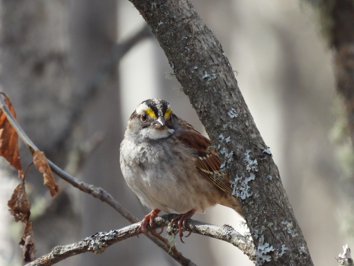 White-throated Sparrow - Myrna Field