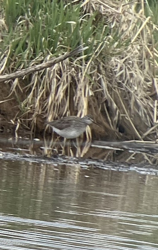 Lesser Yellowlegs - ML618798456