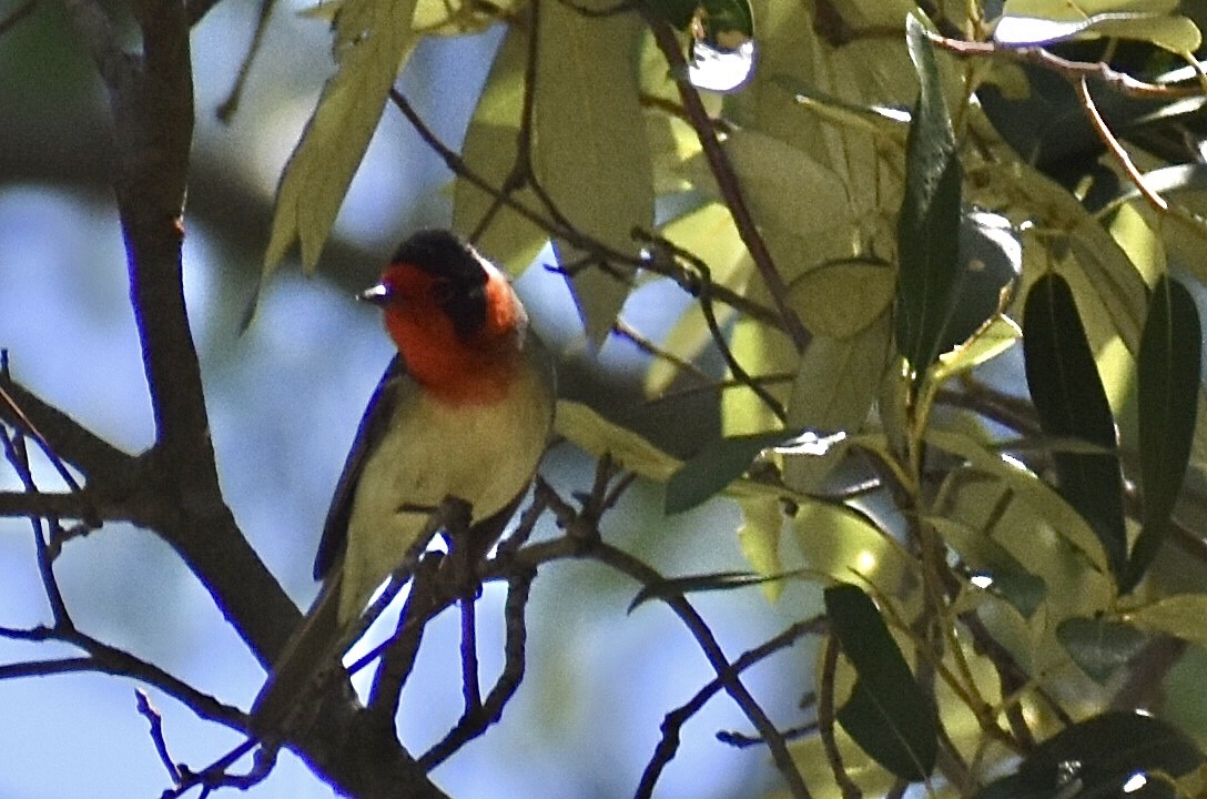 Red-faced Warbler - Christian Feldt