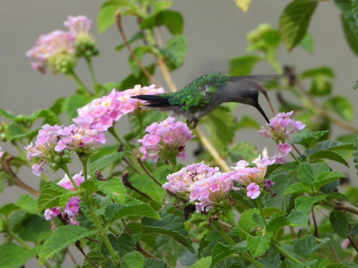 kolibřík modroocasý - ML618798468
