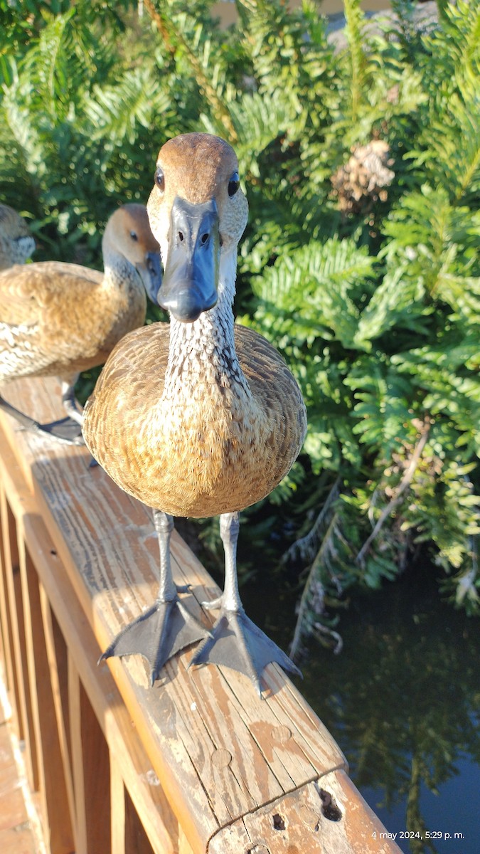 West Indian Whistling-Duck - Veronica Di Stefano