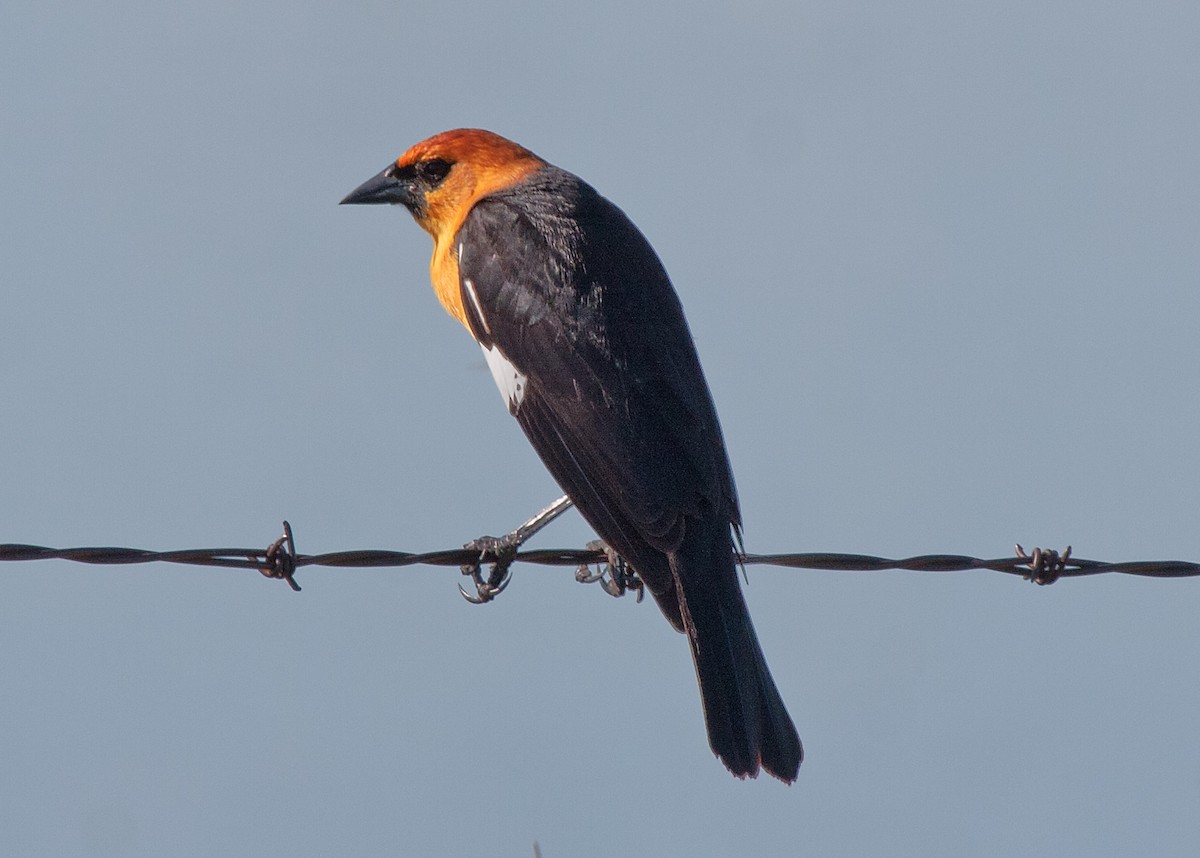 Yellow-headed Blackbird - Dan and Pam Guynn