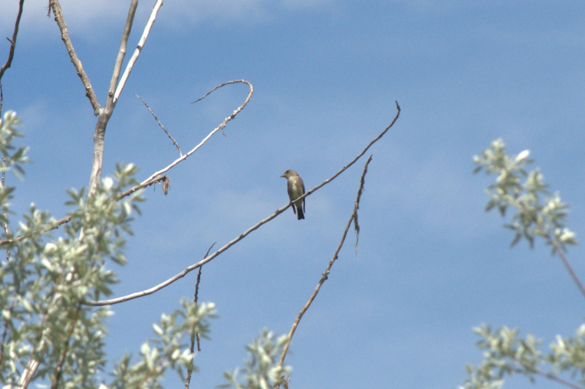 Olive-sided Flycatcher - ML618798472