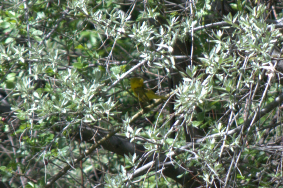Northern Yellow Warbler - ML618798480