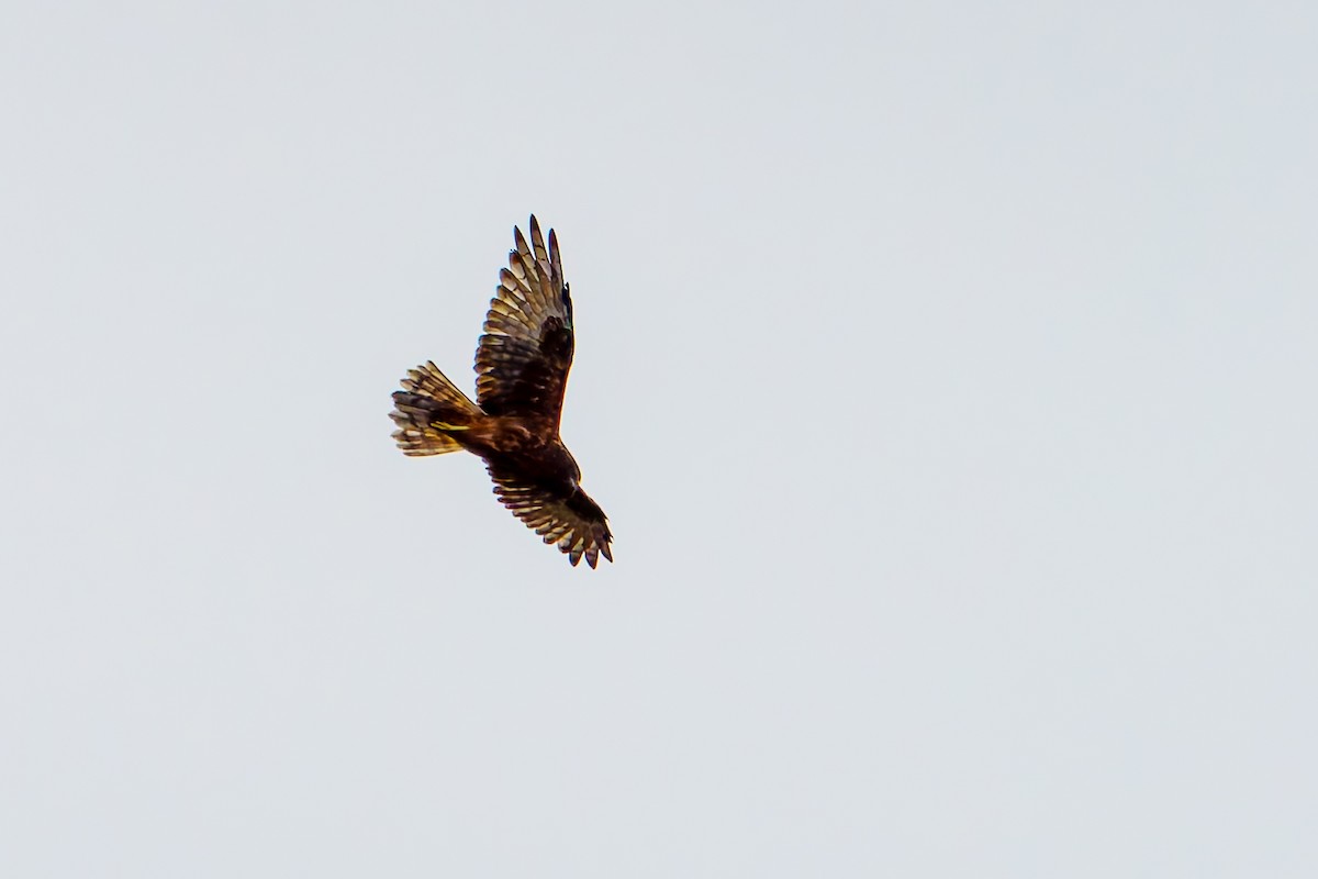 Swamp Harrier - ML618798487