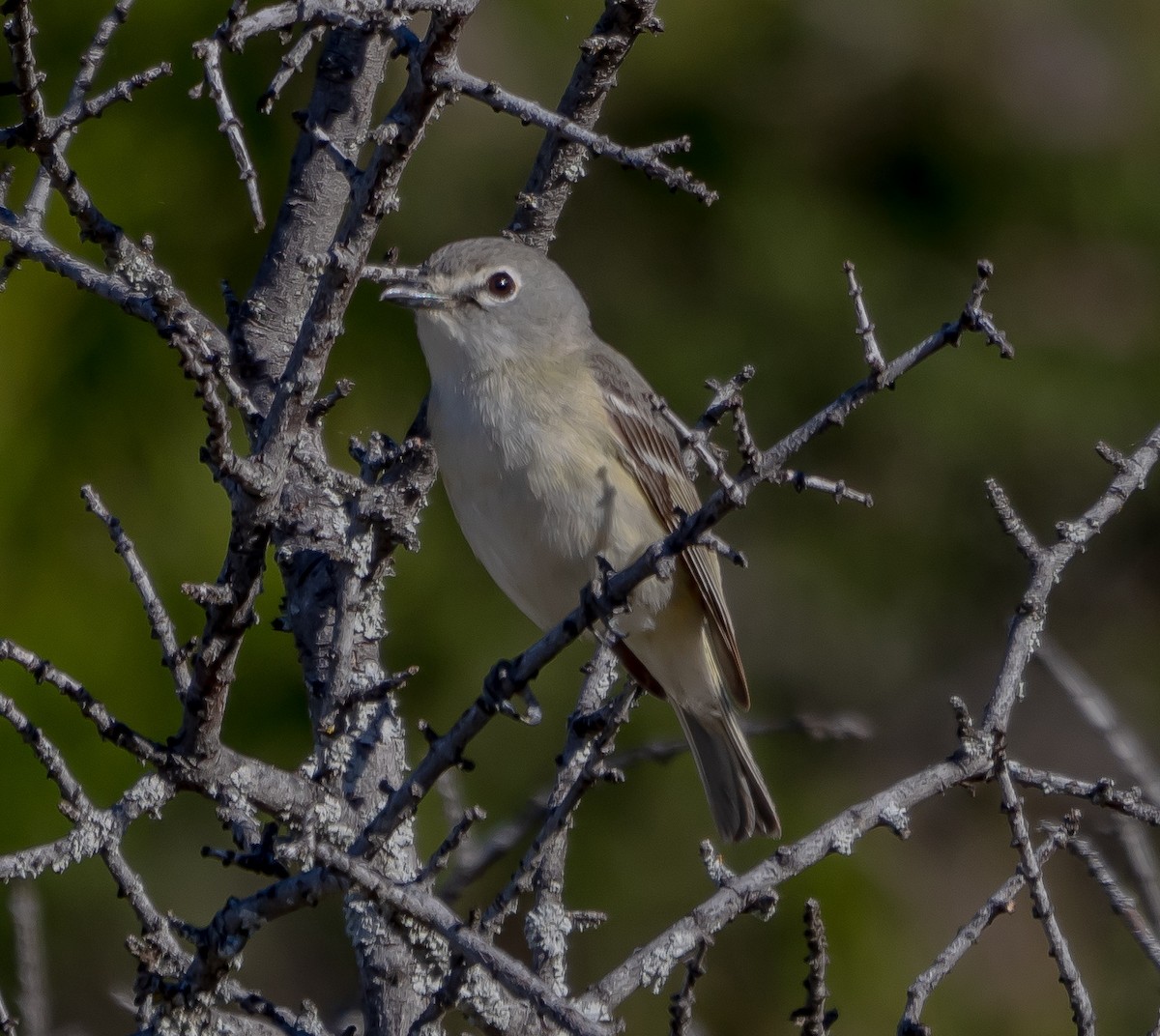 Cassin's Vireo - ML618798498