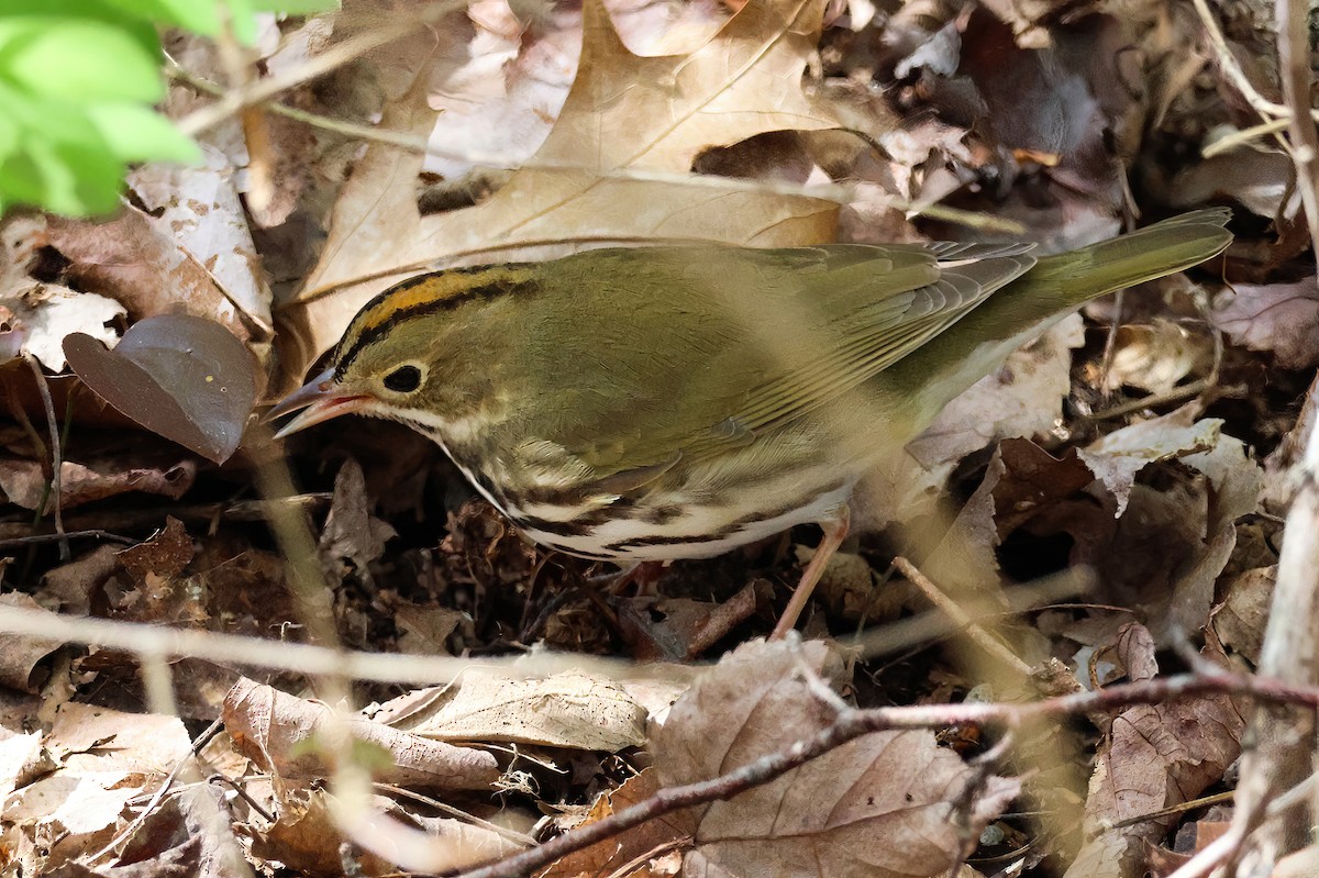 Ovenbird - Hsing Min