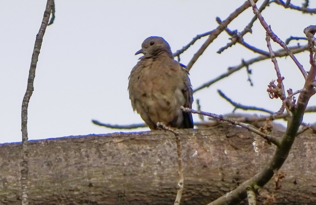 eBird Checklist - 15 Sep 2019 - Parque Quinta Normal - 5 species
