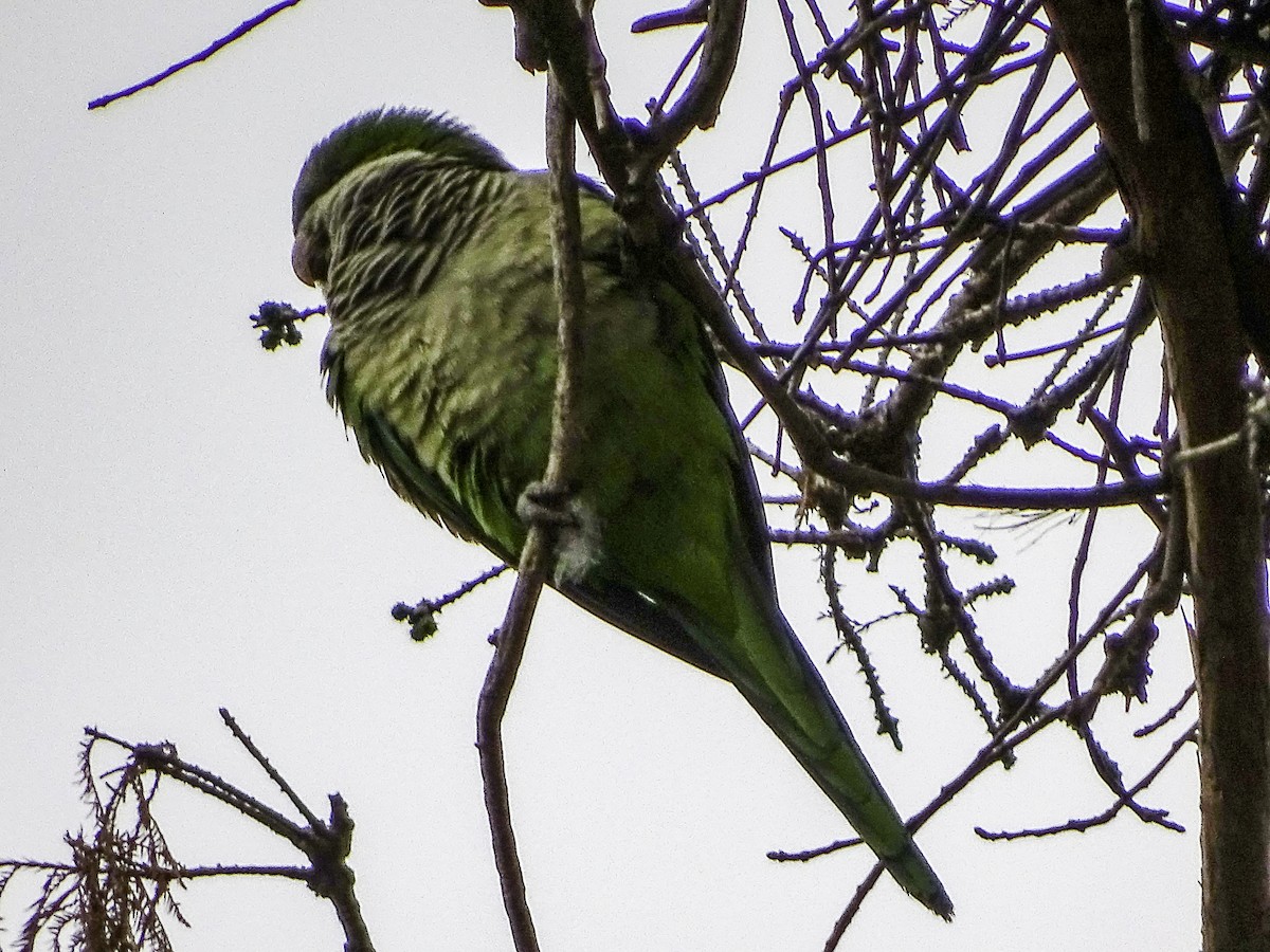 Monk Parakeet - ML618798519