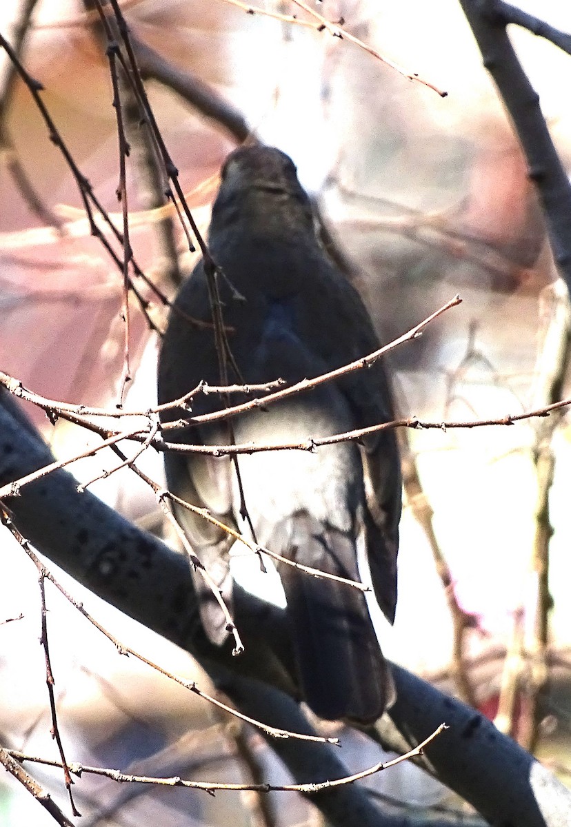 Chilean Swallow - ML618798529