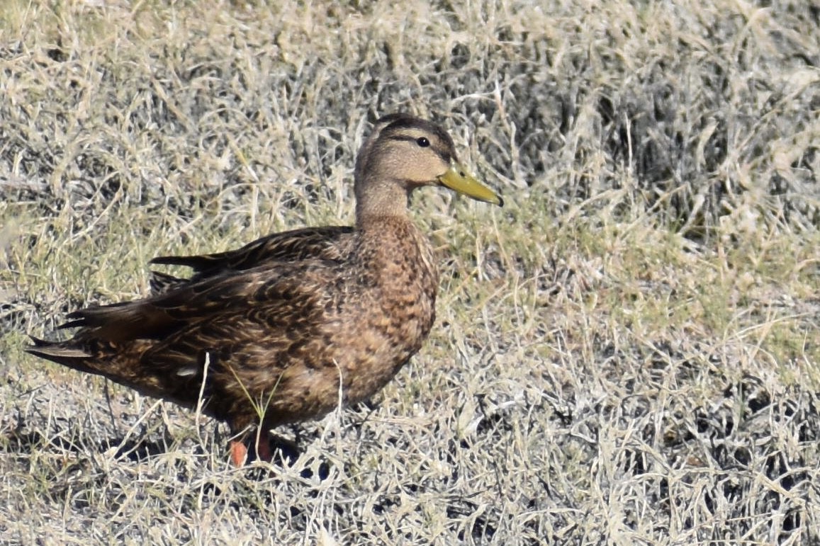 Mexican Duck - Christian Feldt