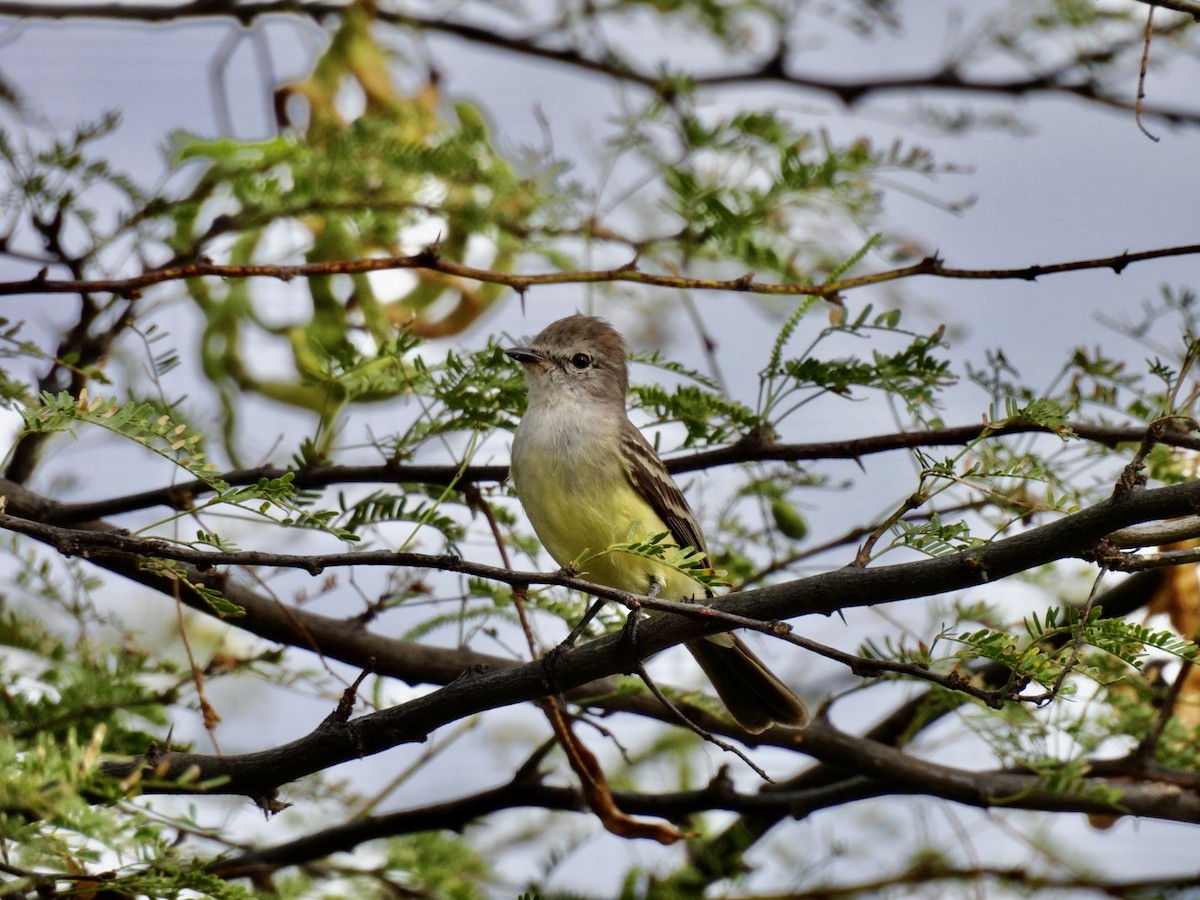 Northern Scrub-Flycatcher - Eunice Benko @bahianaii