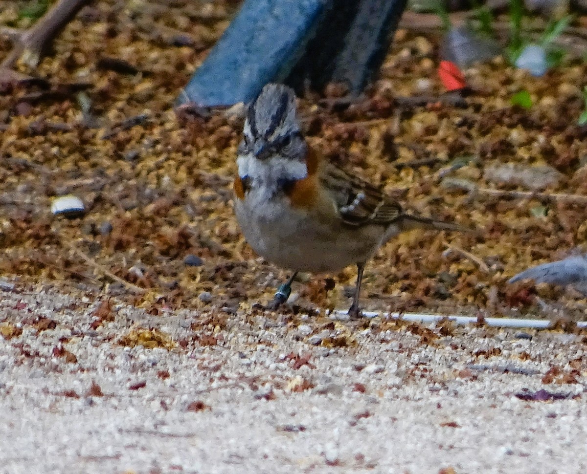 Rufous-collared Sparrow - Rebel Warren and David Parsons