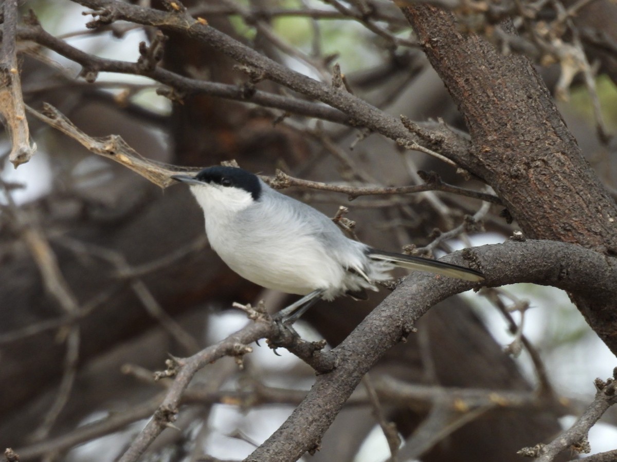 Tropical Gnatcatcher - Eunice Benko @bahianaii