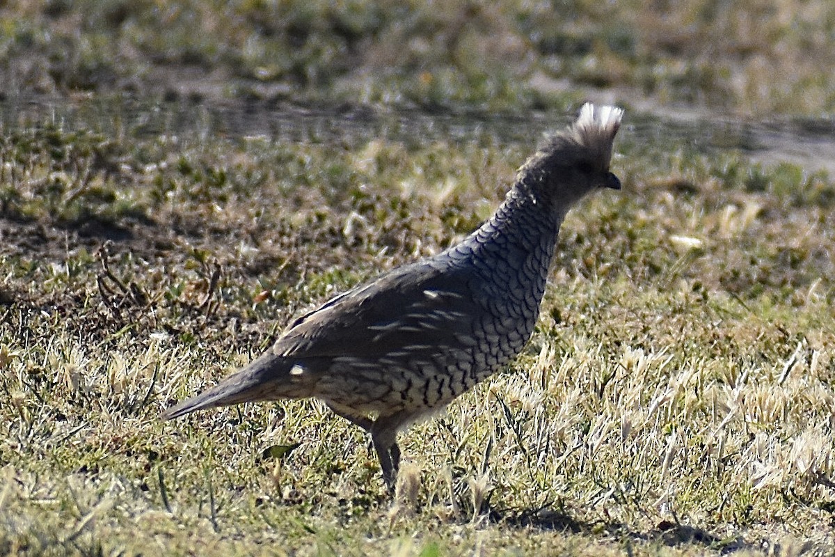 Scaled Quail - Christian Feldt