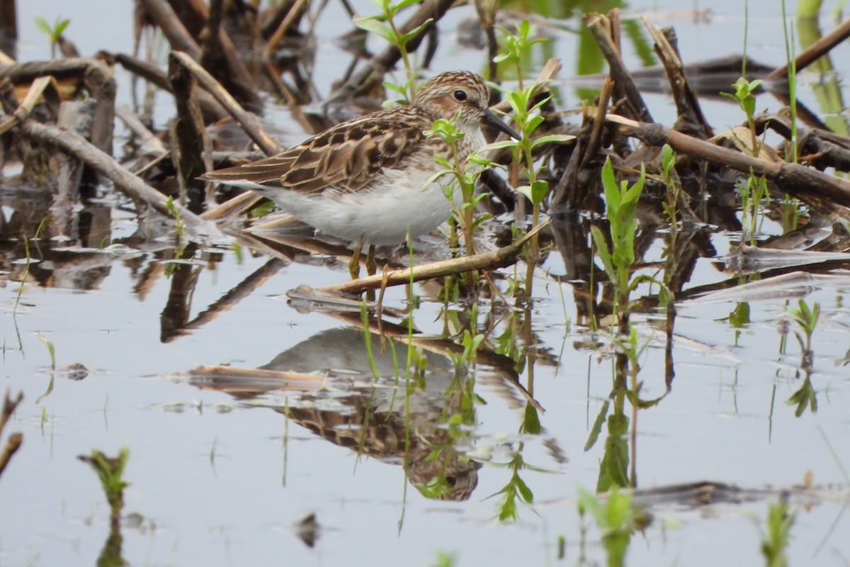 Least Sandpiper - Yana Levchinsky