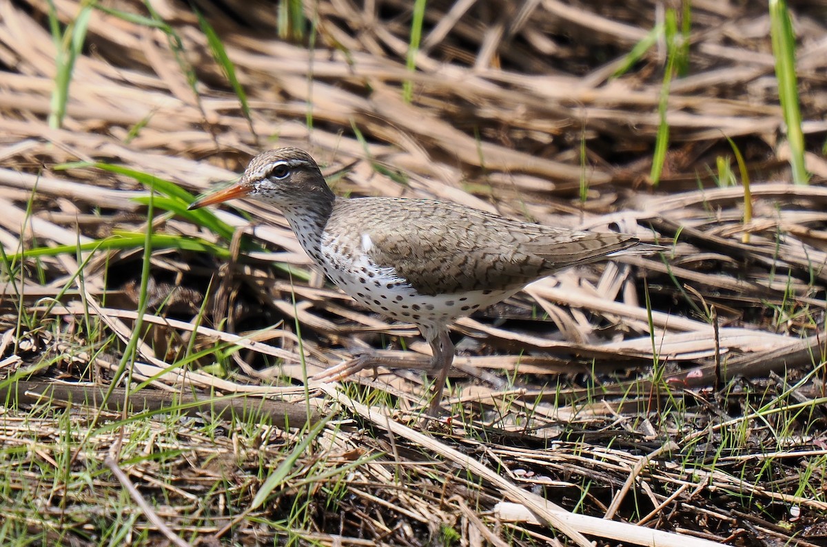 Spotted Sandpiper - Ken Winkler