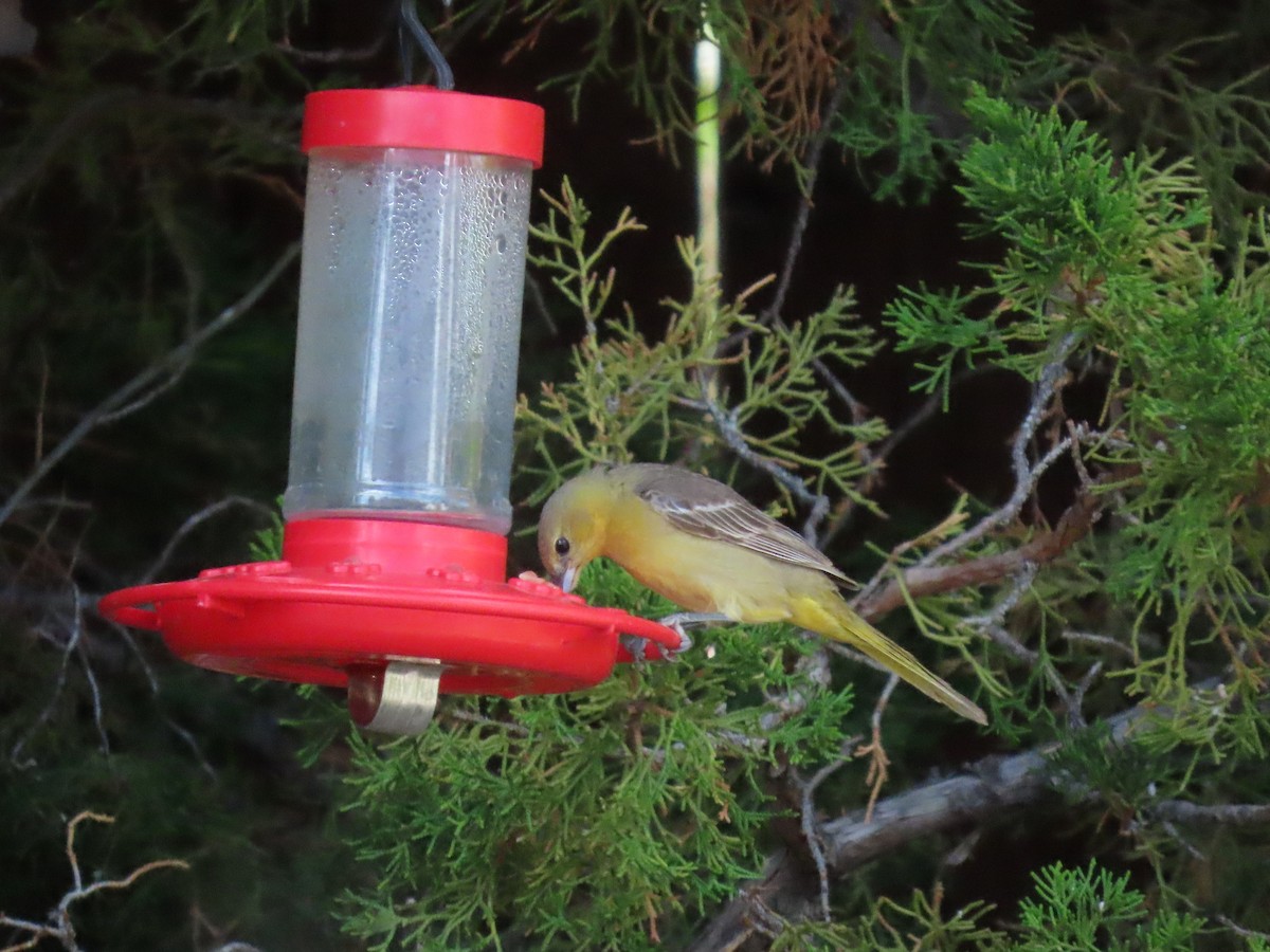 Hooded Oriole - Jane Thompson