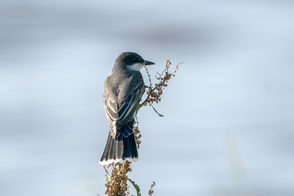 Eastern Kingbird - Slawomir Dabrowski