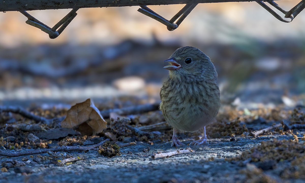 Dark-eyed Junco (Oregon) - ML618798618