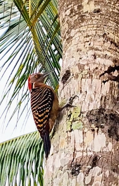 Hispaniolan Woodpecker - Veronica Di Stefano