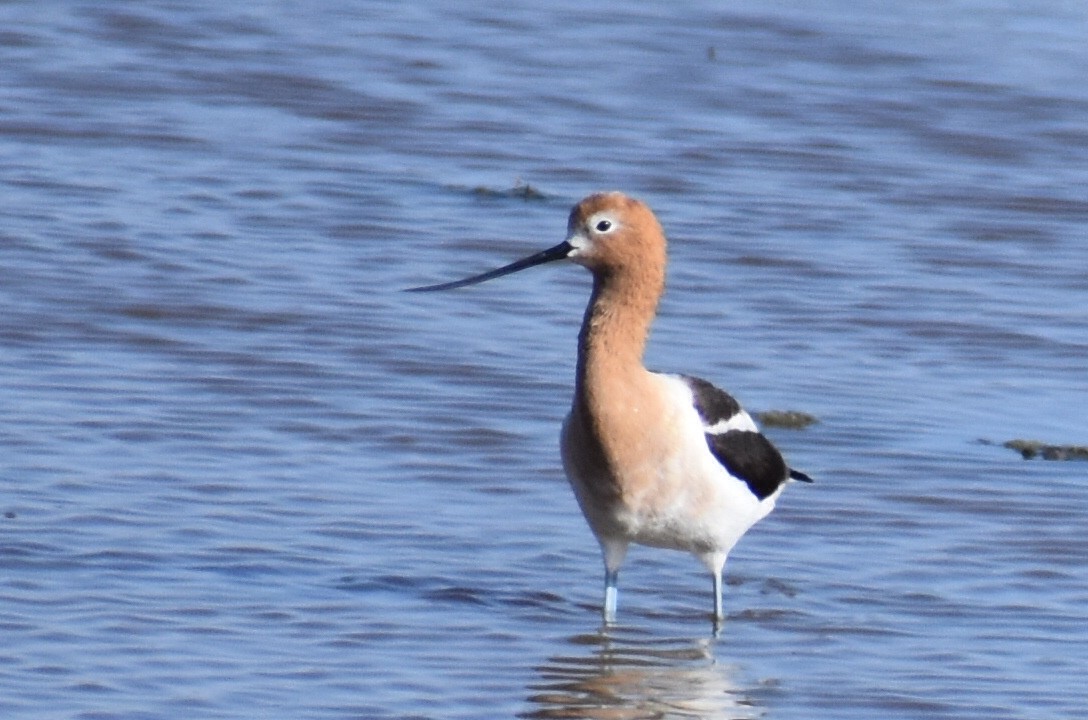 American Avocet - Christian Feldt