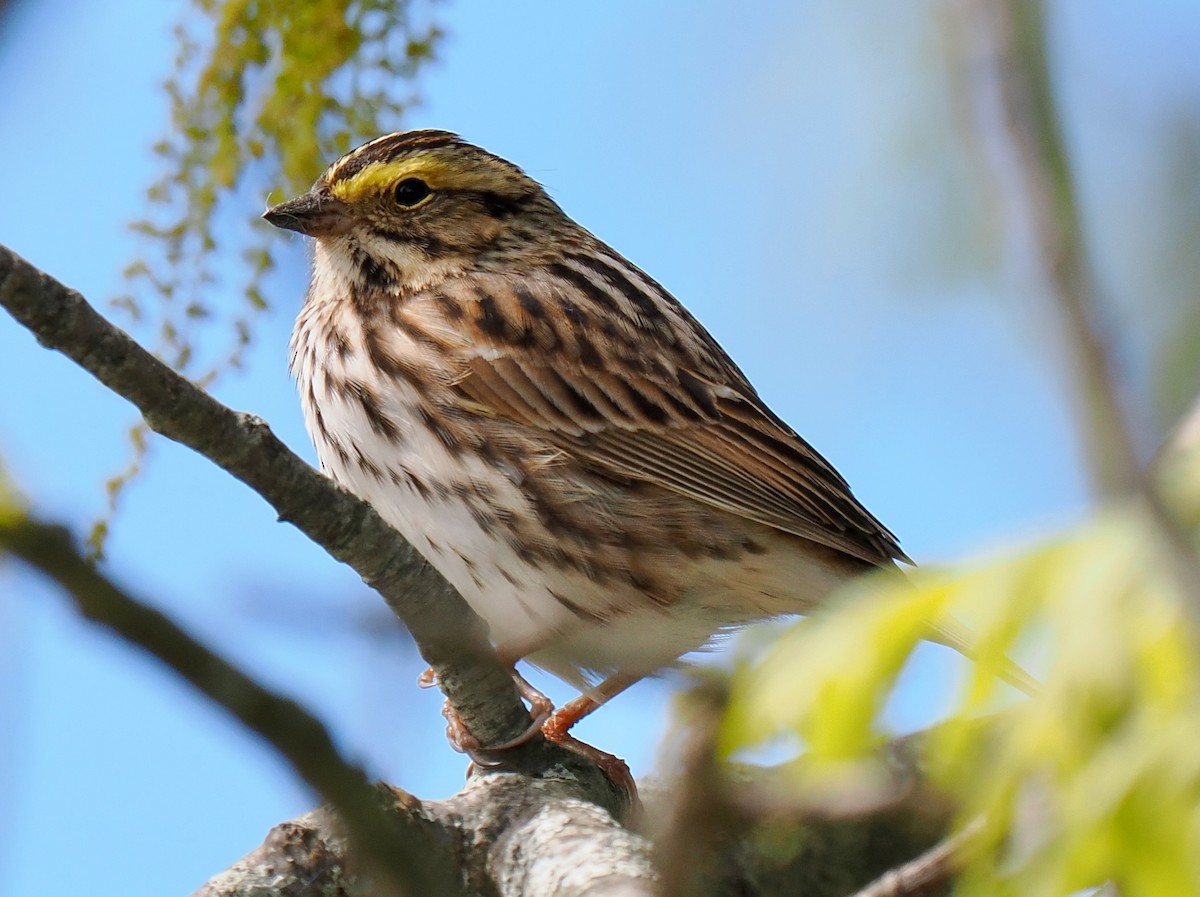 Savannah Sparrow - Ken Winkler