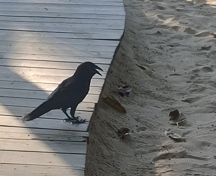 White-necked Crow - ML618798638