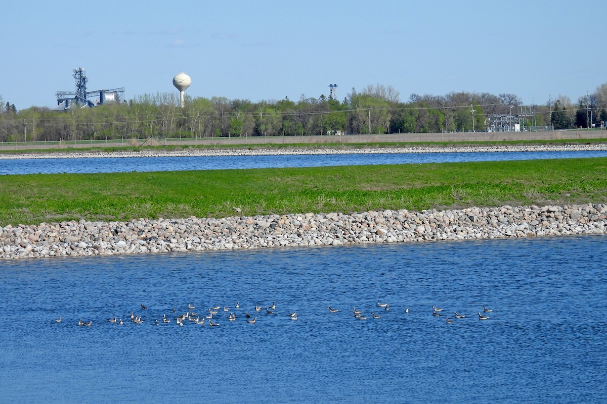 Wilson's Phalarope - ML618798641